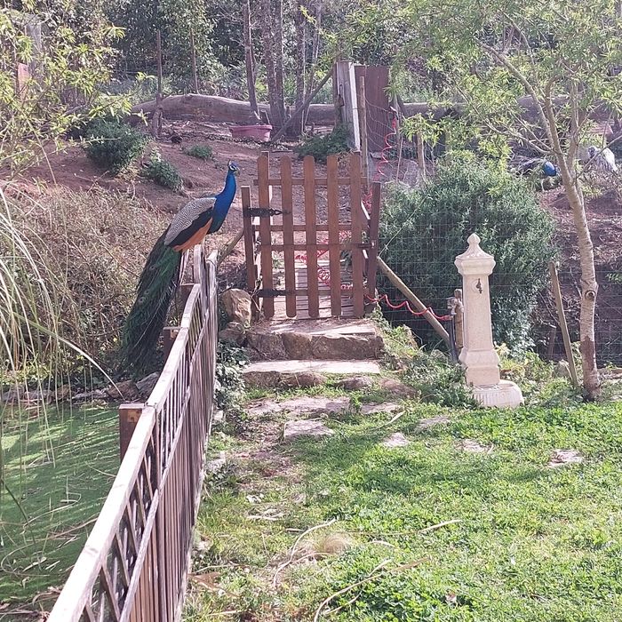 Ovos de pavões azul e branco