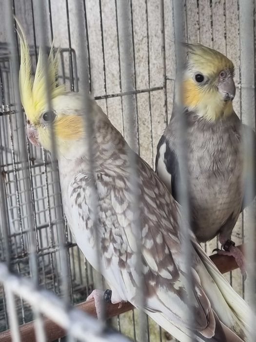 Femea caturra face palida