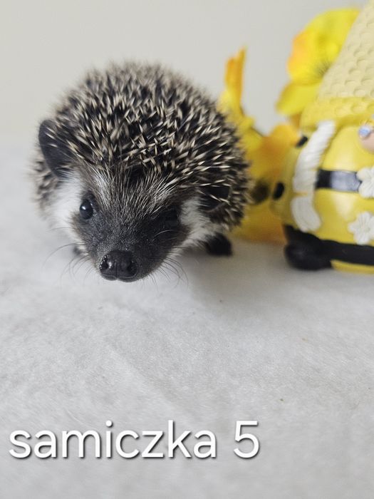 Jeż pigmejski jez afrykański