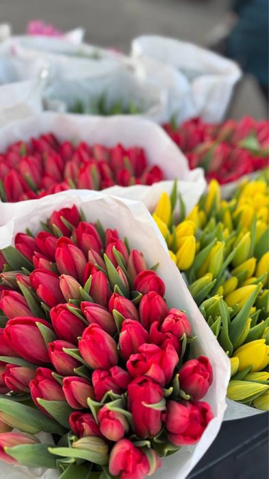 Тюльпан Оптом Голландія/Склад/Самовивіз