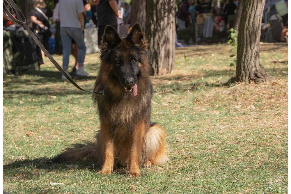 Щенки немецкой овчарки