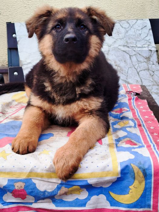 Довгошерстні цуценята німецької вівчарки