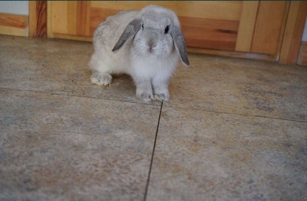 Mini Lop samiczka