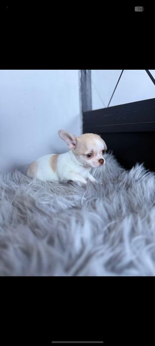 Chihuahua MENINO LINDO