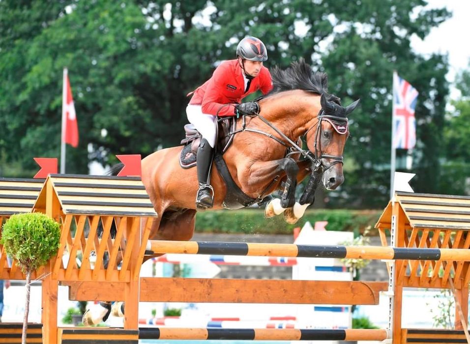 Stanówka ogierem oldenburg krycie