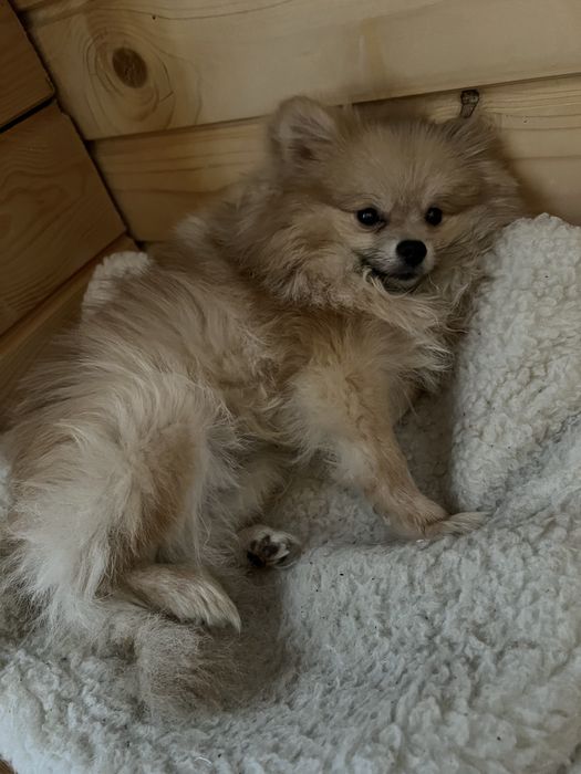 Померанський шпіц