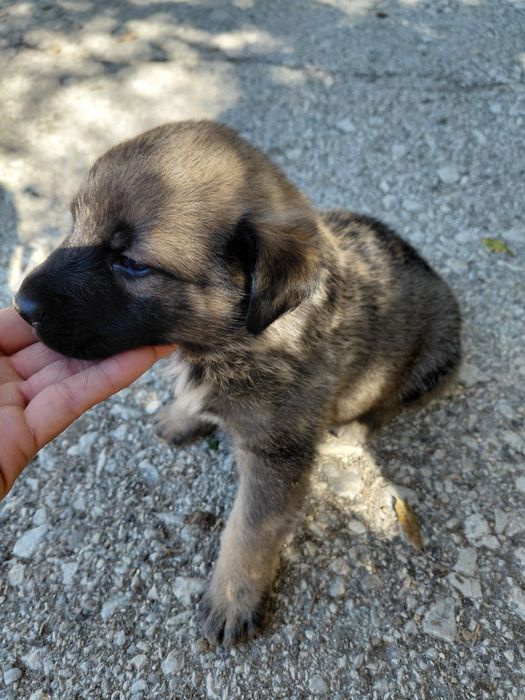 Doa-se filhotes de cachorro.