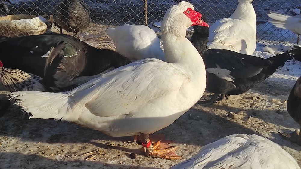 Мускусні качки інкубаційне яйце.