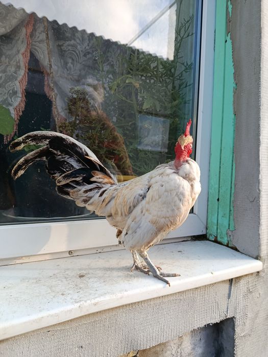 Инкубационное яйцо лилипутов