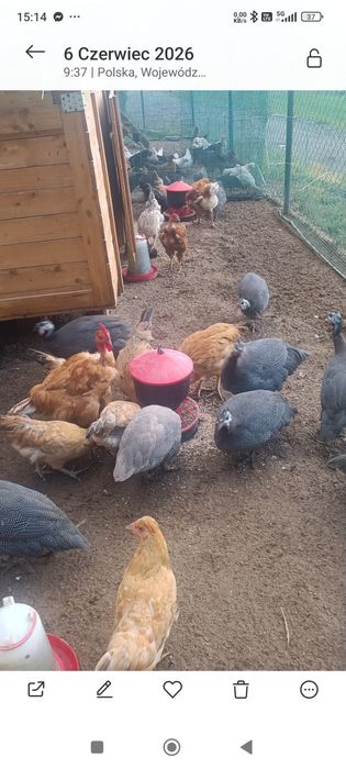 Perliczki tuszki sprzedam .