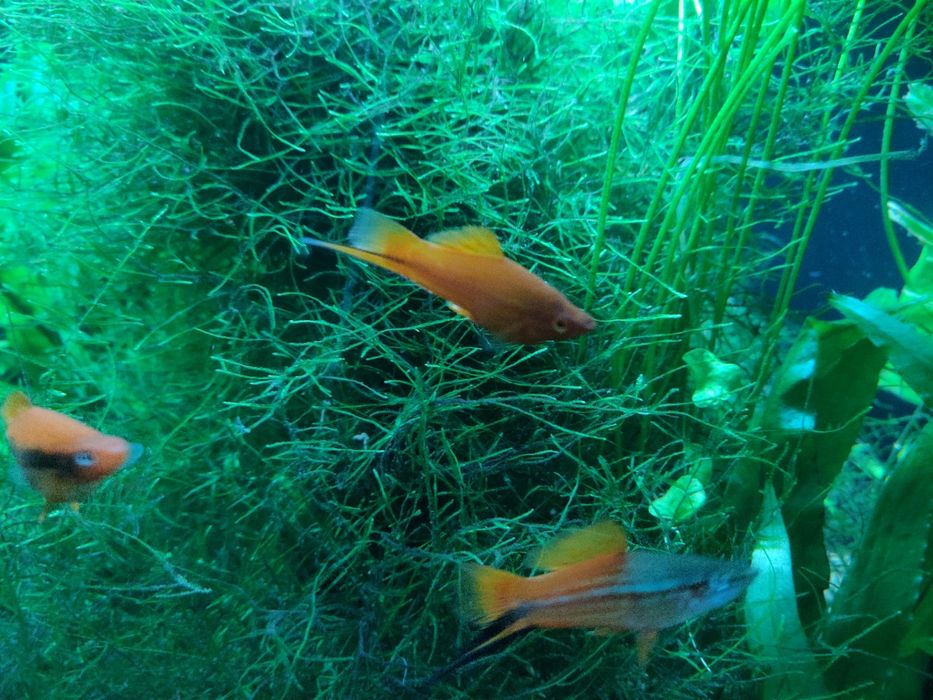 Mieczyki czerwone, samce i samice