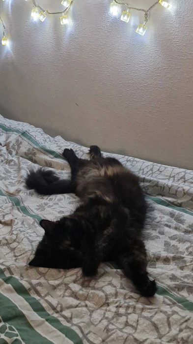 Марселін, Кішка.