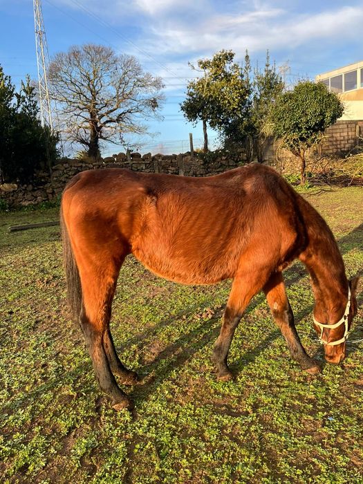 Cavalo cruzado puro sangue inglês.