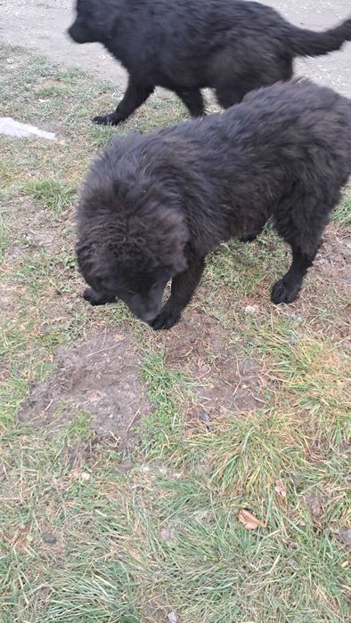 Nowofundland suczka Wodołaz