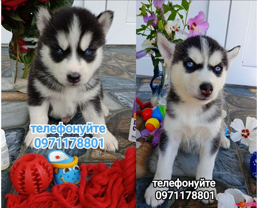 Сибірські хаски блакитні очі, дівчатка, два щеплення Нобівак ЧГППІ