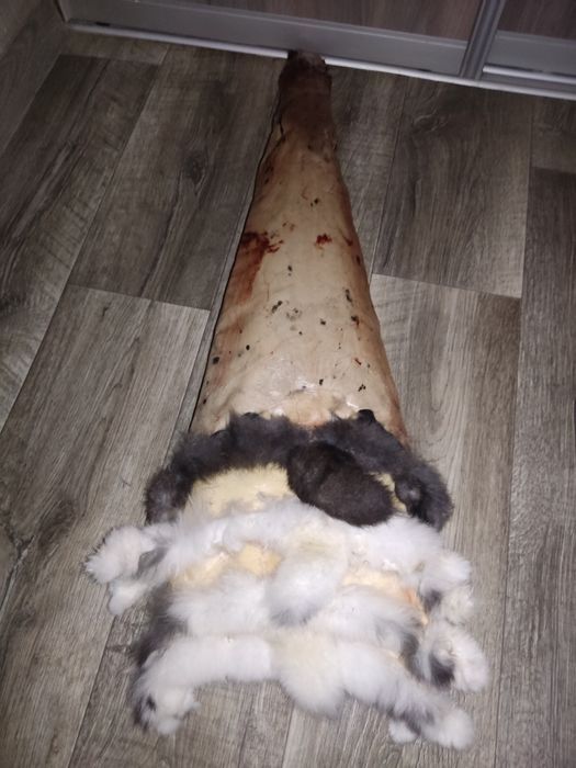 Шкури кролика  шкури