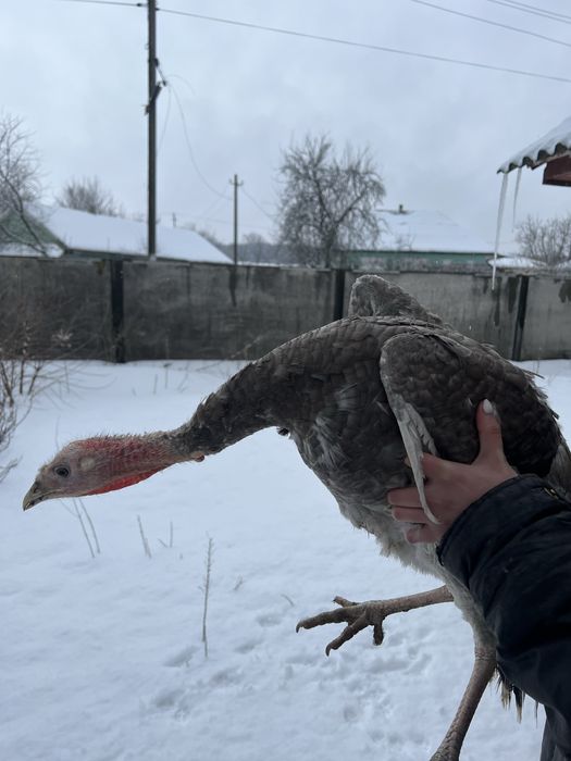 Індик молодий сірий