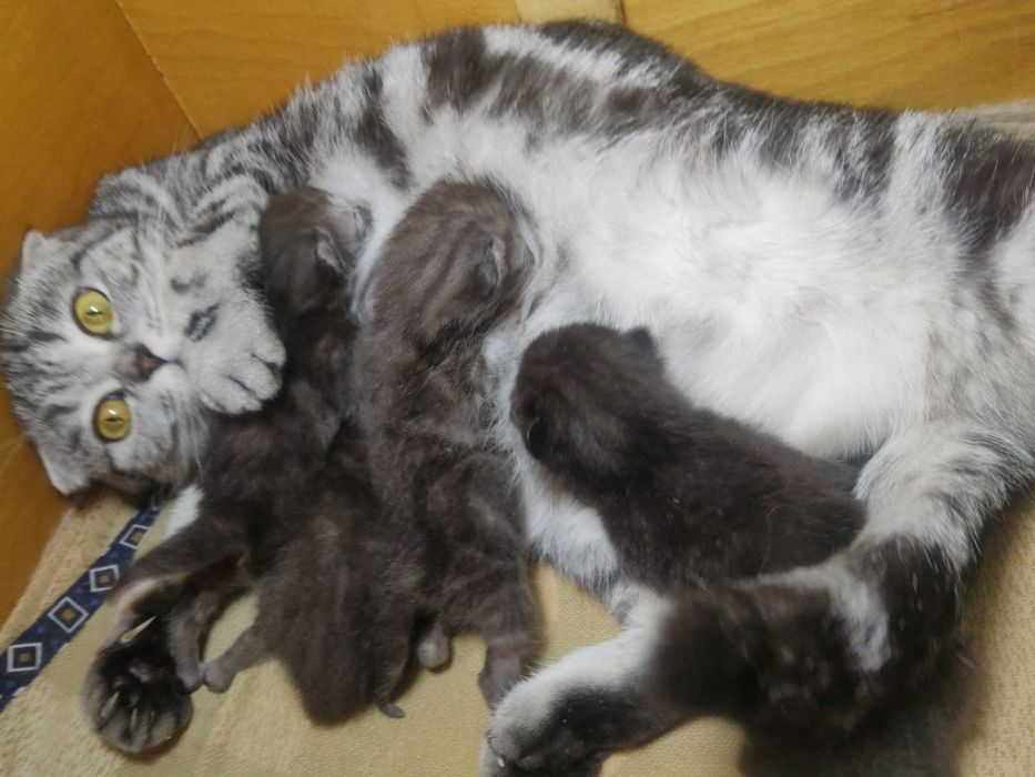 Любвиобильный Самец"Scottish Straight"для вязки