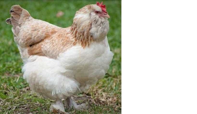 Ovos galados e pintos Marans, Bresse, Sussex tricolor e Faverolles