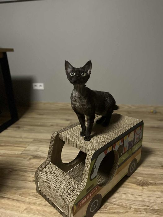 Kotka Devon rex czarna (Rezerwacja)