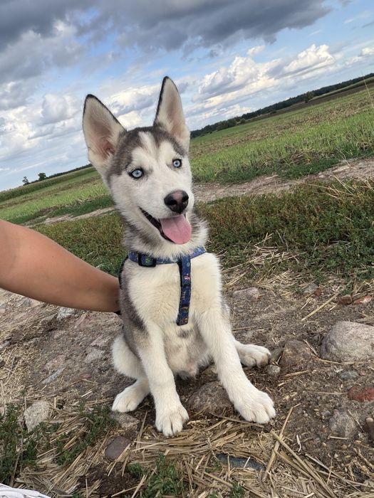 Piesek Syberian Husky