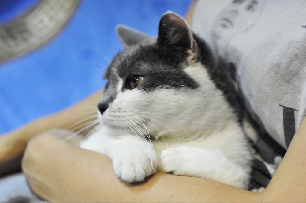 Добрая Кошечка Санни ищет  семью!