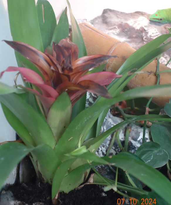 terrarium z wyposażeniem