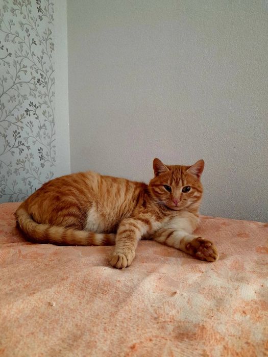 Котик пухнастик красунчик