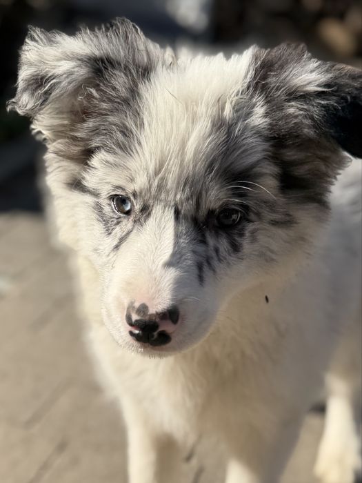 Suczka Hidden Treasure BORDER COLLIE ( FCI/ ZKwP)