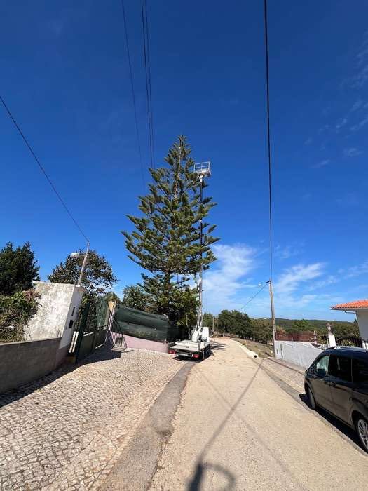 Corte árvores em altura