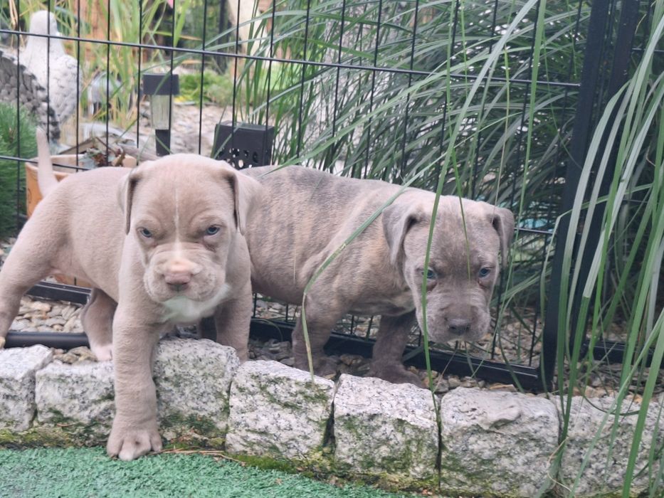 American bully XL suczka  z dokumentami