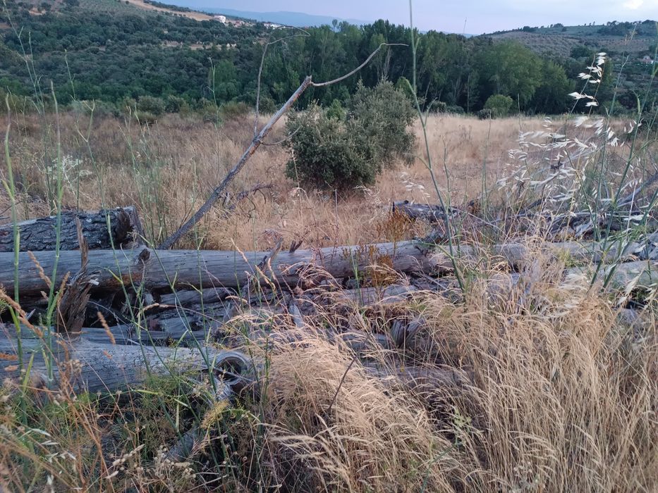 Madeira de pinho – cerca de 20 toneladas ou mais – Bom estado