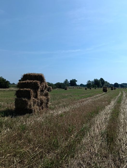 Sprzedam Kostki Słomy