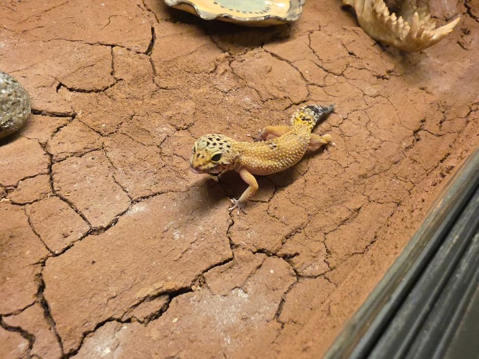 Gotowe terrarium 90x55x50cm + 2 Gekony Lamparcie samiczki