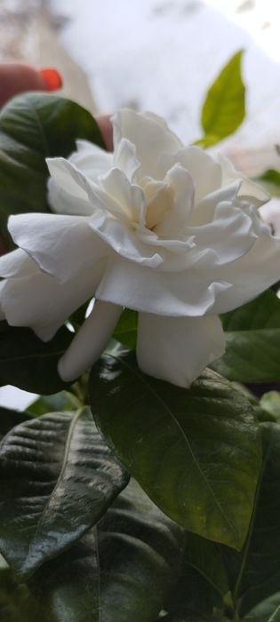 Гарденія Флорида