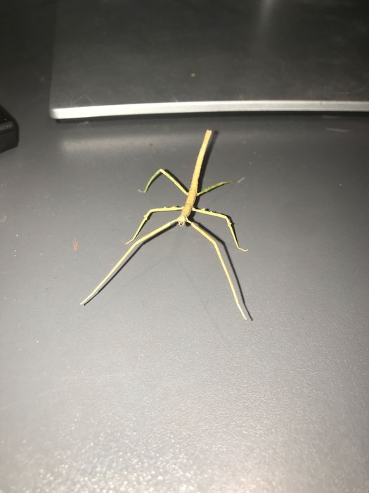 Młode patyczaki Rogate za darmo