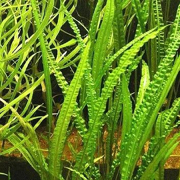 Sprzedam rośliny akwariowe wysyłka