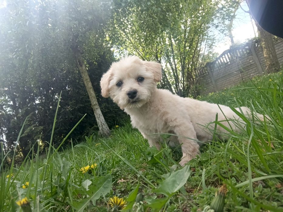 Prześliczny Westipoo Hybryda pudel Toy i west Higland white terrier
