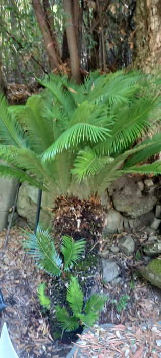 Planta Cyca para Jardim