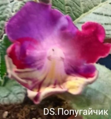Детки стрептокарпусов.