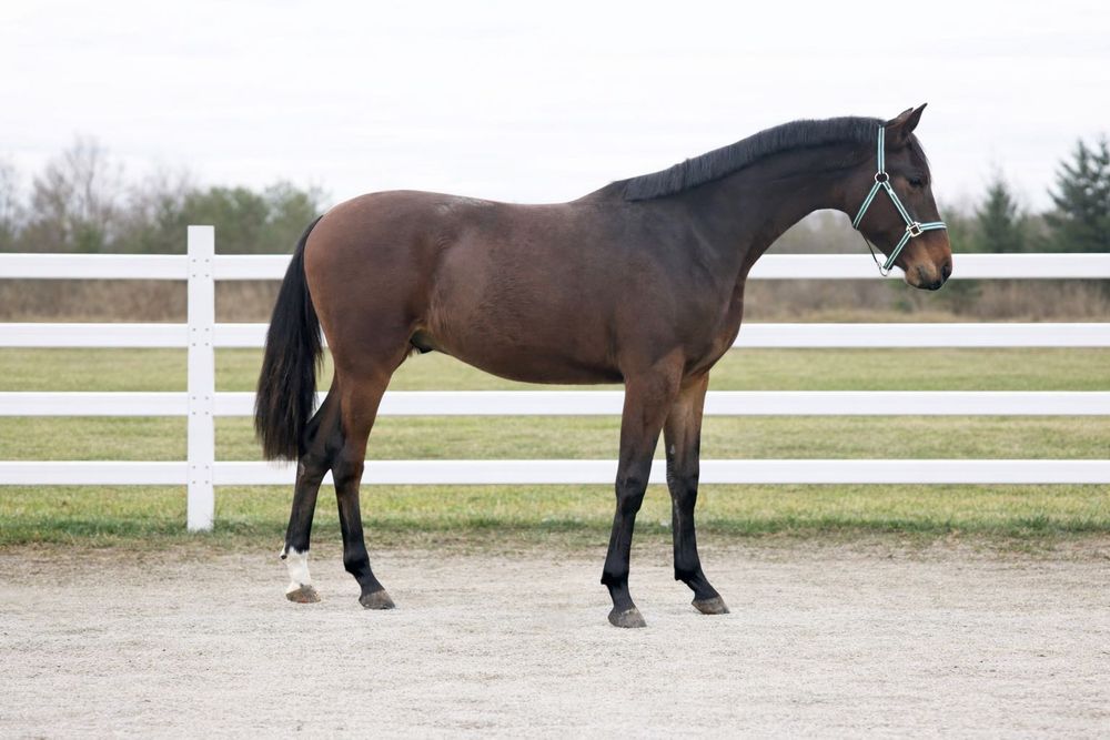 Жеребець УВП, українська верхова