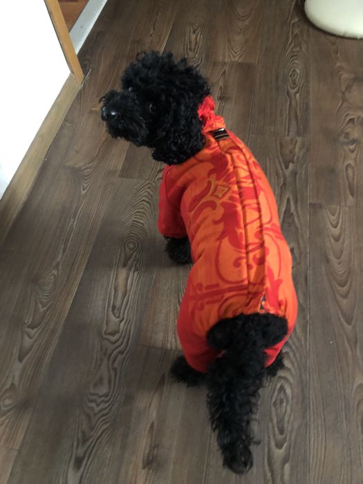 Новый комбинезон для девочки( той пудель мальтипу)одежда для собак