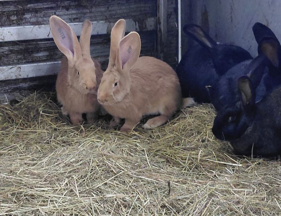 Króliki olbrzymy belgijskie