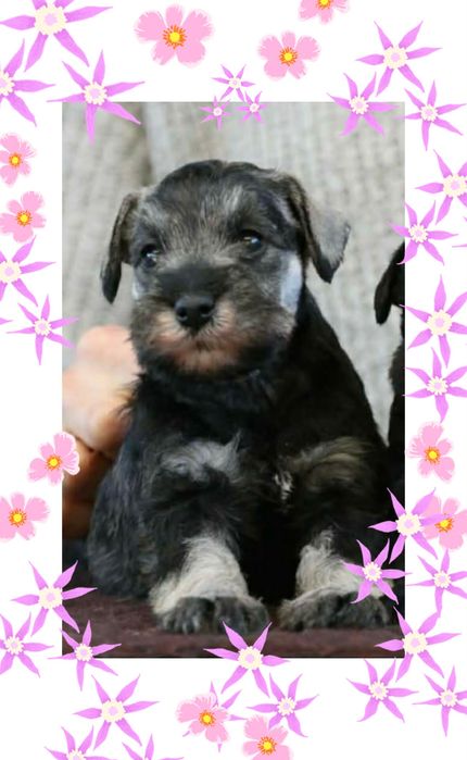 Цвергшнауцер перець з сіллю