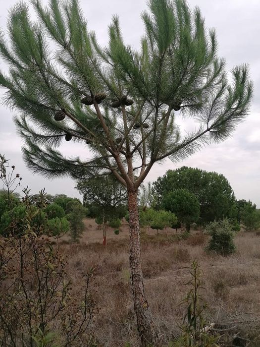 Enxertia de Pinheiros Mansos
