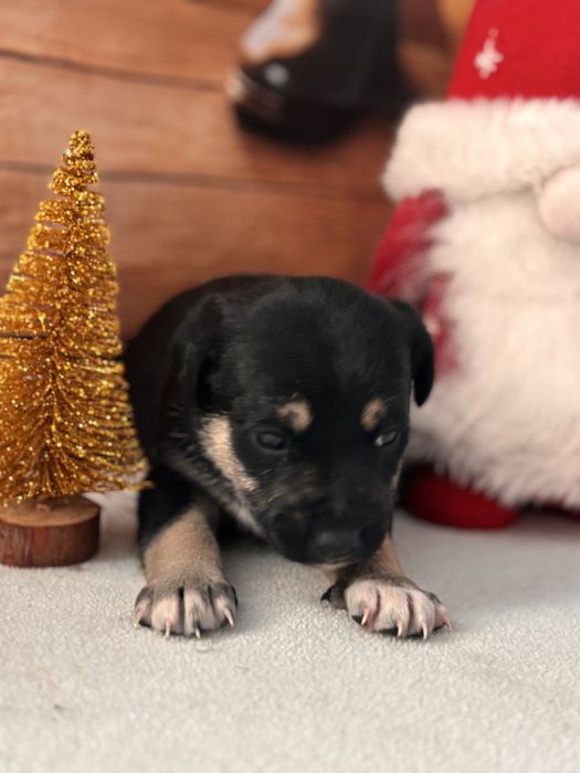 Щенок, цуценя, собака, песик, щеня