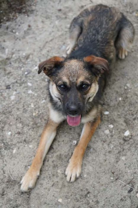 Suczka do adopcji
