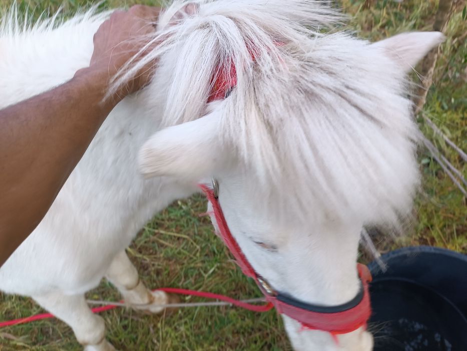 Cavalo à venda muito dócil