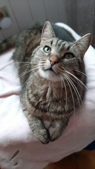 Кастрований молоденький котик в добрі ручки