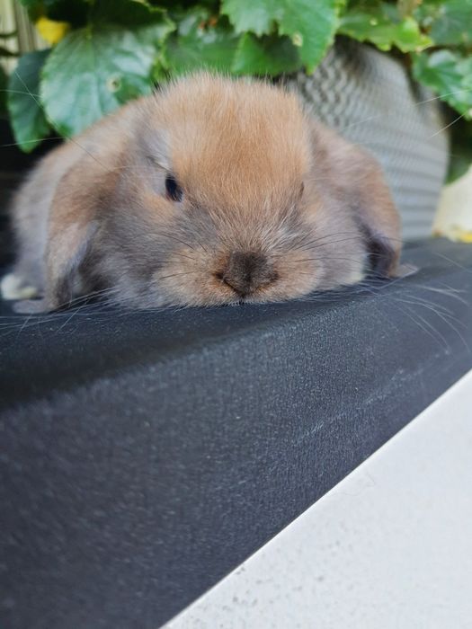 Kroliki baranek miniaturka karzelek mini lop. Cena CAŁKOWITA.